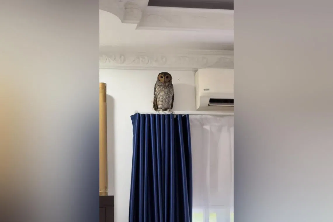 A few users also poked fun at the owl’s inconspicuousness, saying it was akin to a CCTV.