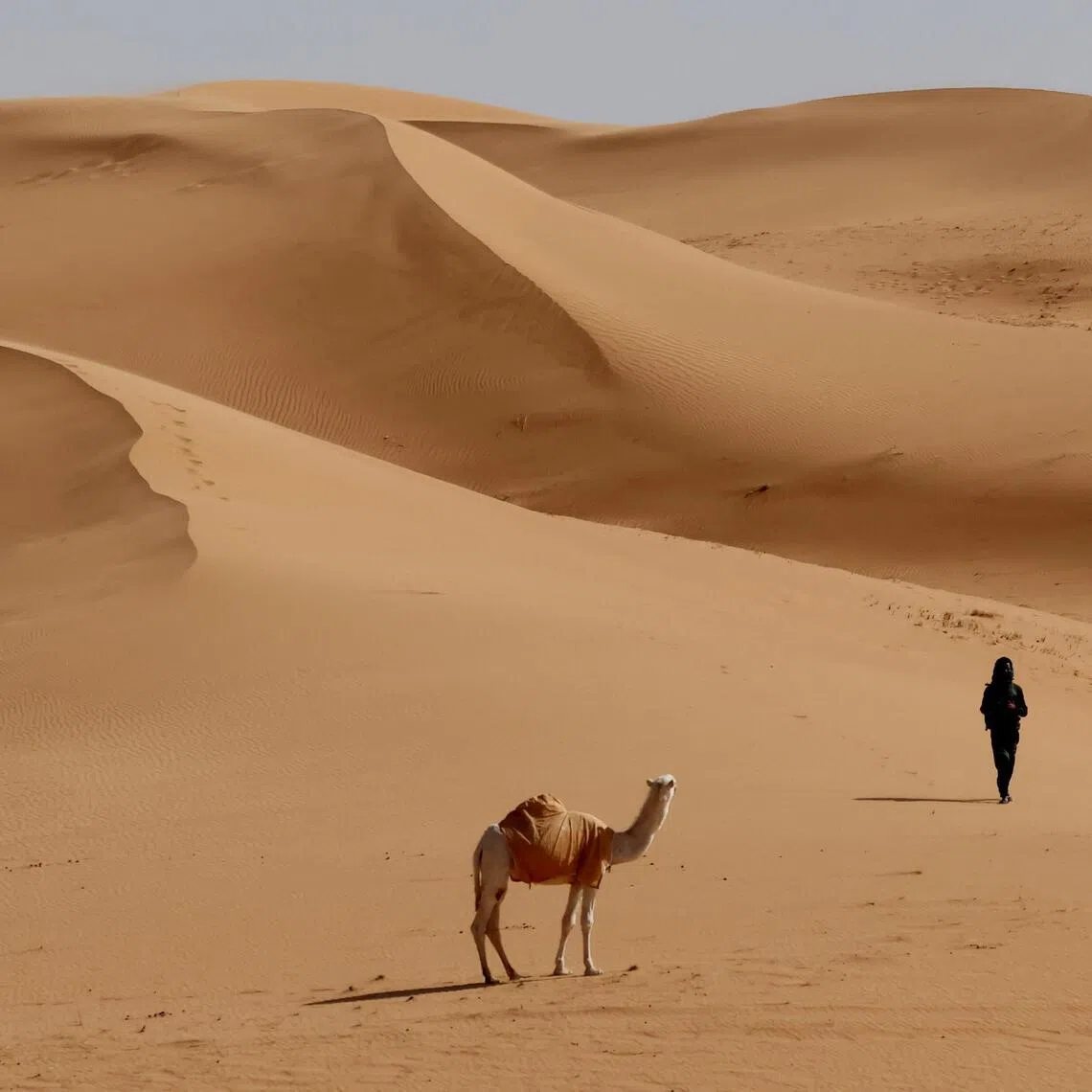 Camels have long been a vital mode of transportation in Arabia, with research suggesting life-sized carvings of camels and horses in Saudi Arabia date back to 7,000 years ago.