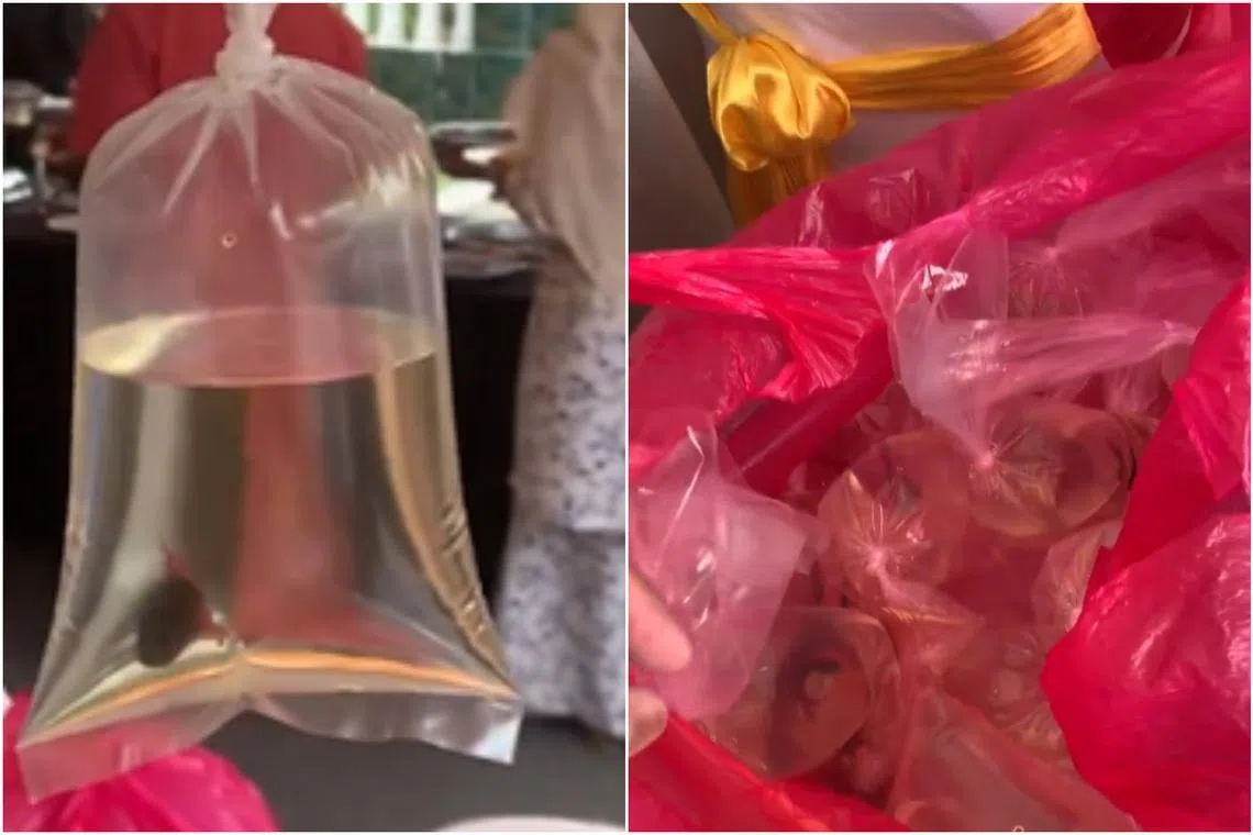 The video displays smaller bags within the larger ones, each containing water, air, and a betta fish.
