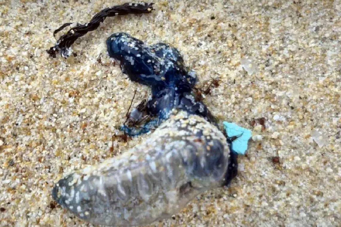Phuket lifeguards warn tourists of jellyfish-like Portuguese man o’ war on beaches