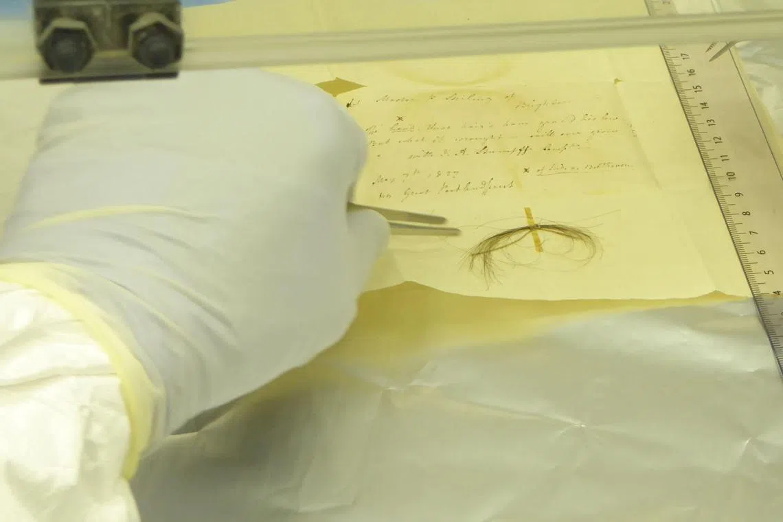 This undated image shows the Stumpff Lock of hair from German composer Ludwig van Beethoven in a laboratory at the Max Planck Institute for the Science of Human History, in Jena, Germany.