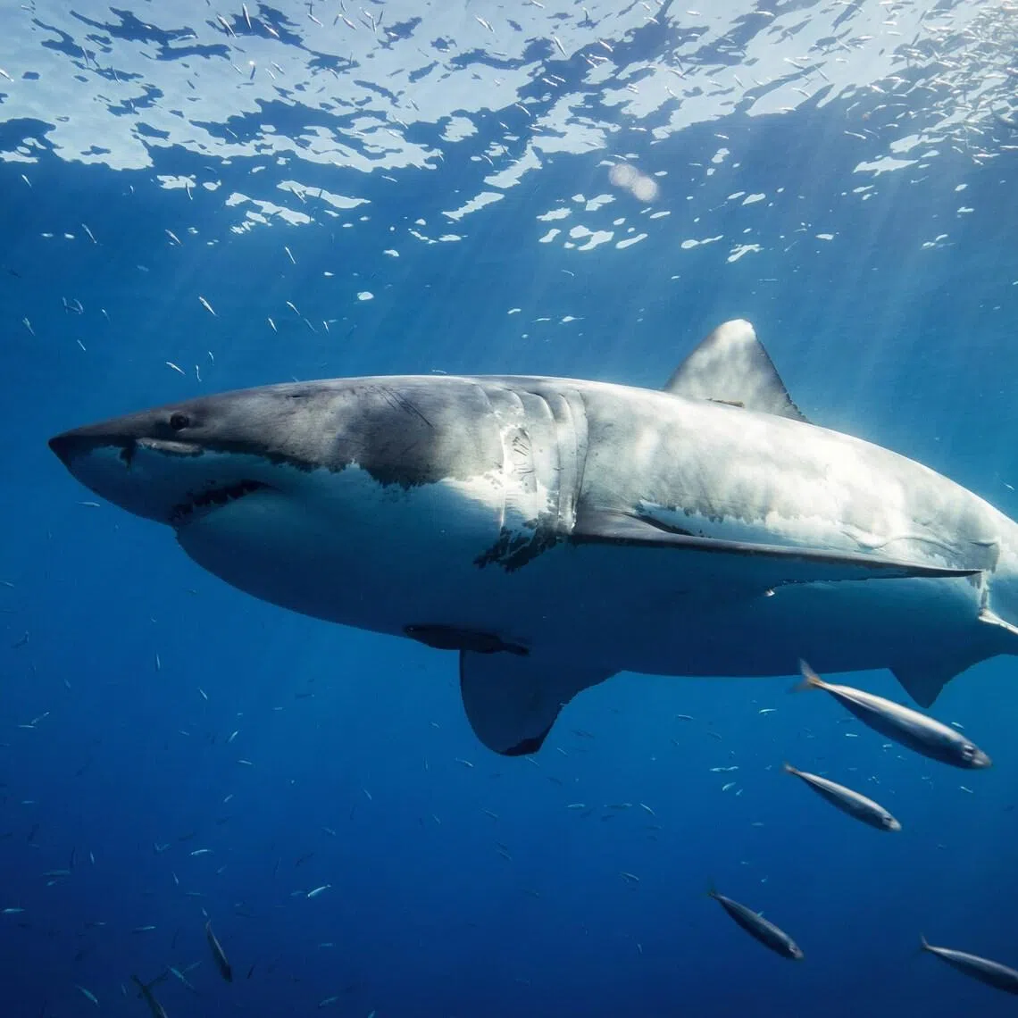 There are around 20 shark attacks in Australia every year, but the vast majority are not fatal.