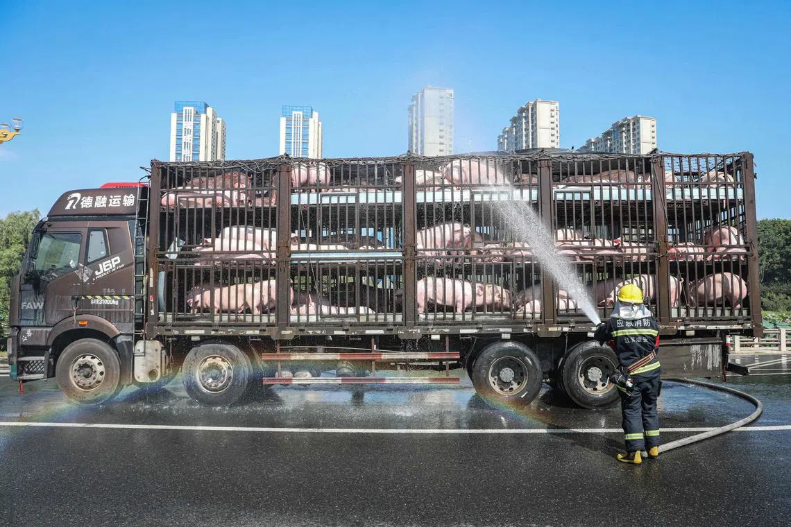 A firefighter sprays water on a truck transporting pigs in eastern China's Jiangsu province on Aug 1.