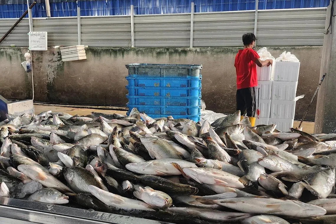 Seabass await packing and distribution at a seafood processing and packing facility in Sungai Udang, Penang on July 1.