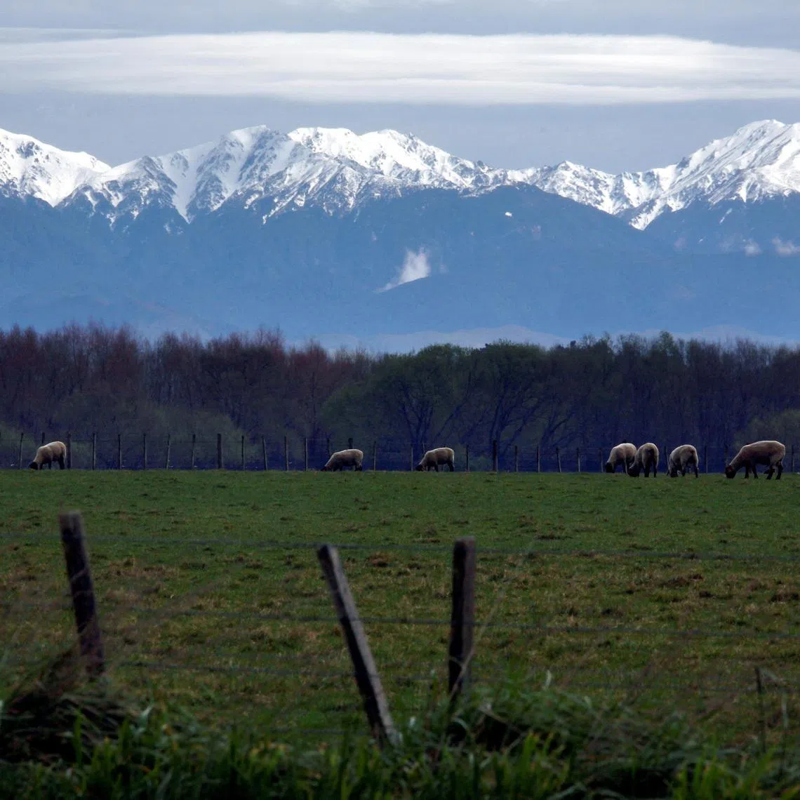 FILE PHOTO: Sheep graze at a paddock in front of the snow-covered Tararua mountain range on the outskirts of the town of Palmerston North September 20, 2011. REUTERS/David Gray/File Photo