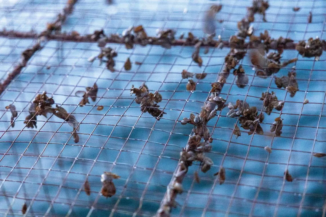 Invasive quagga mussels are seen in the trap of fisherman Claude Delley in Neuchatel lake near Portalban, Switzerland, October 3, 2024. REUTERS/Denis Balibouse