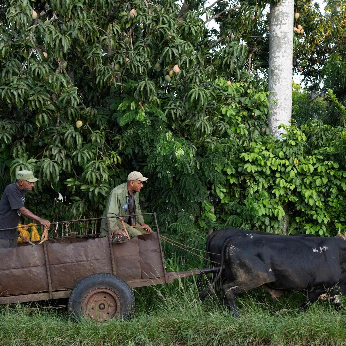 Farmers ride an ox cart along a street in Bauta, Artemisa province, Cuba, on June 27.