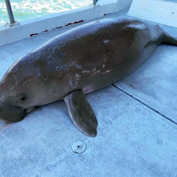 The carcass of a critically endangered dugong found off Pulau Hantu on Oct 9, 2021.