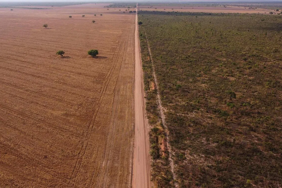 The Cerrado is one of Earth’s three great savannas and covers a region the size of France, Germany, Italy, Spain and Britain combined.