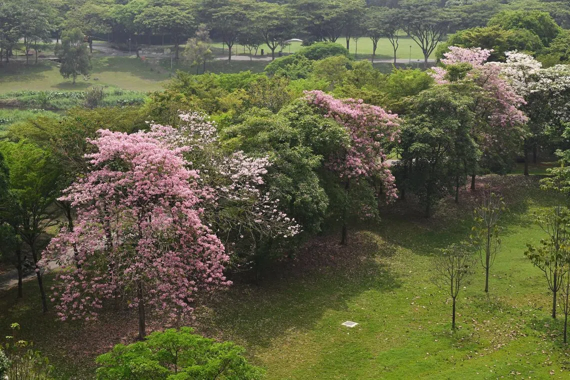 Trumpet trees flowering at Bishan–Ang Mo Kio Park on Sept 30.