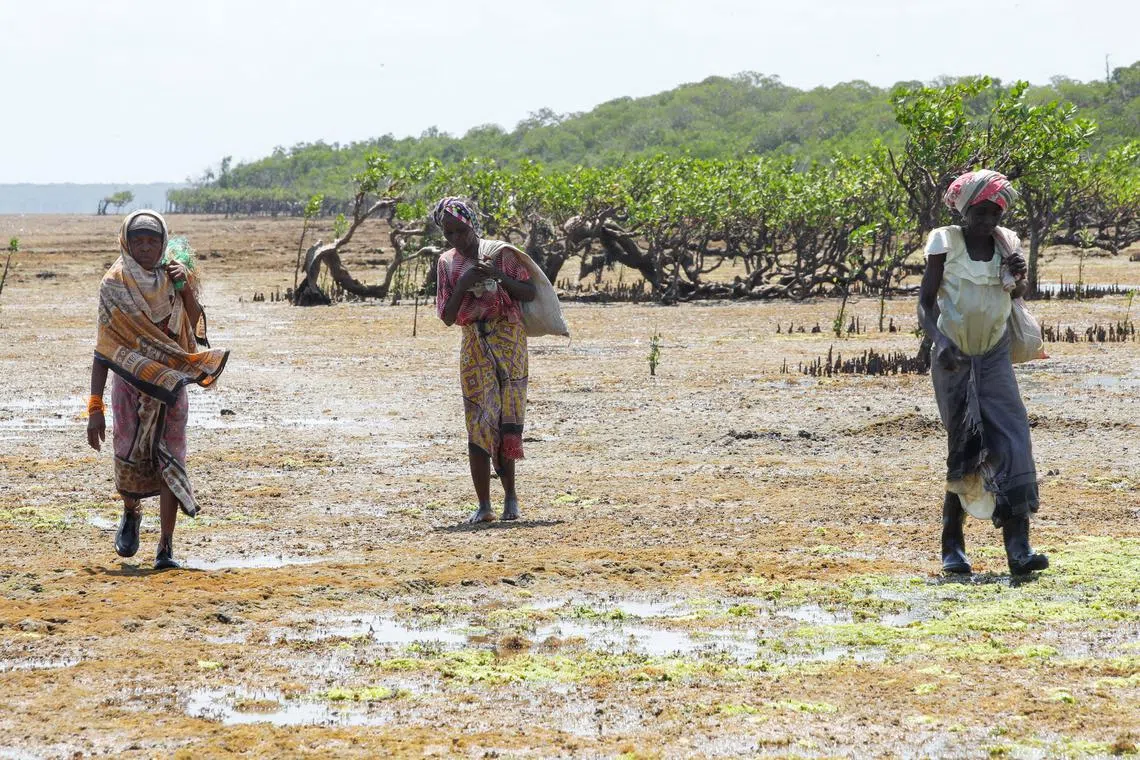 FILE PHOTO: Seaweed farmers carry their harvest used to make cosmetic products, from the Indian Ocean to the open beach in Kibuyuni village, Kwale county, Kenya October 21, 2024. REUTERS/Monicah Mwangi/File Photo