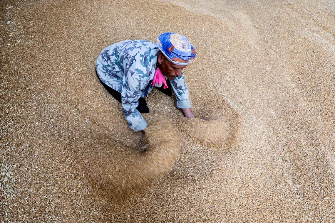 Egypt replaced wheat from Ukraine with imports from the EU and US, as well as Russia.