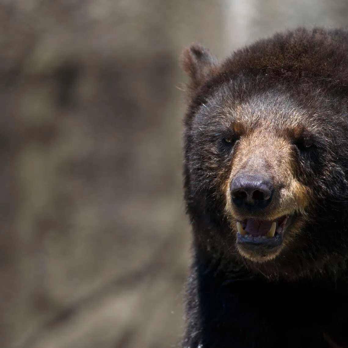 Bears are increasingly encroaching on urban spaces across Japan.