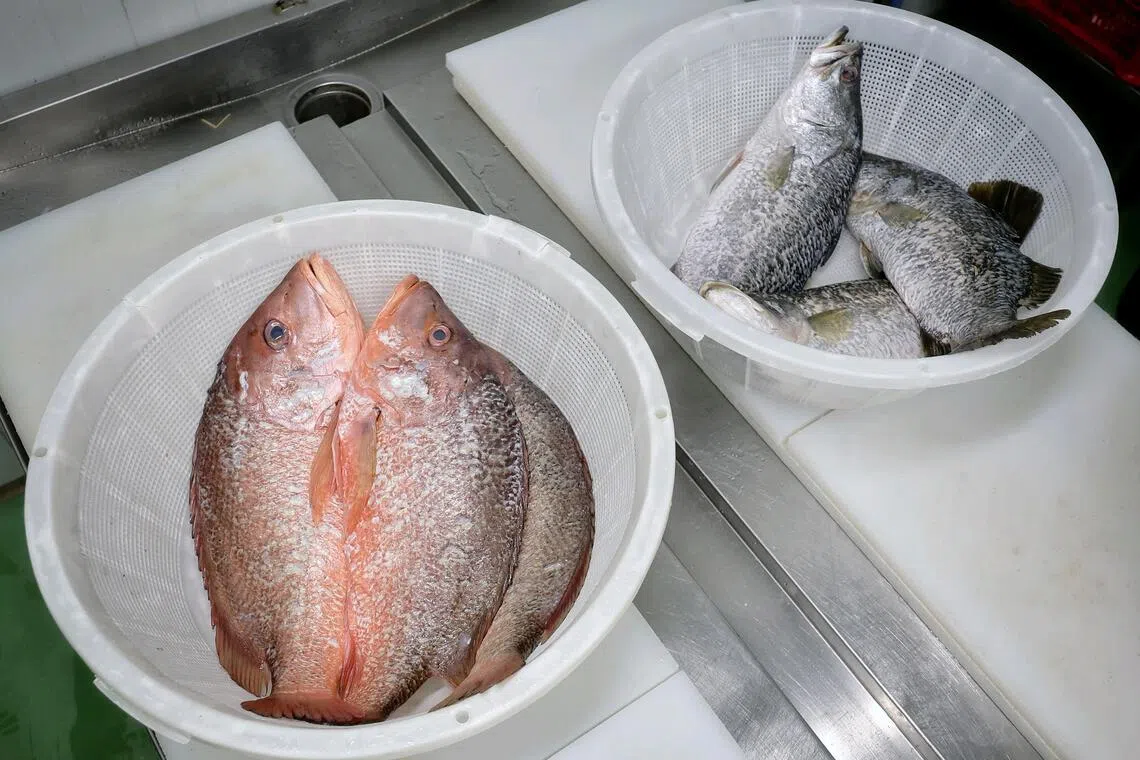 Red snapper weighing about 3kg each and barramundi awaiting processing at Pan Ocean Singapore on Oct 21.