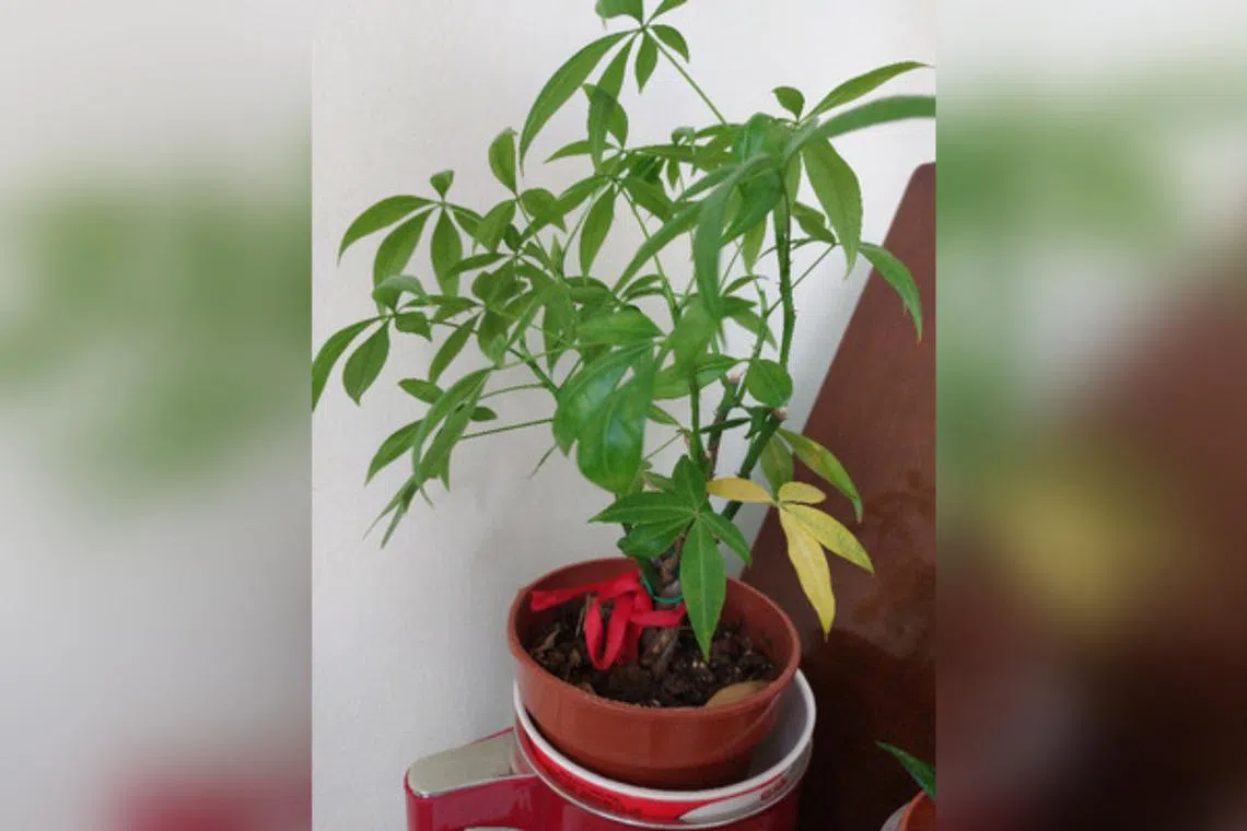 The Fortune Tree does not appear to be getting enough sunlight for healthy growth.