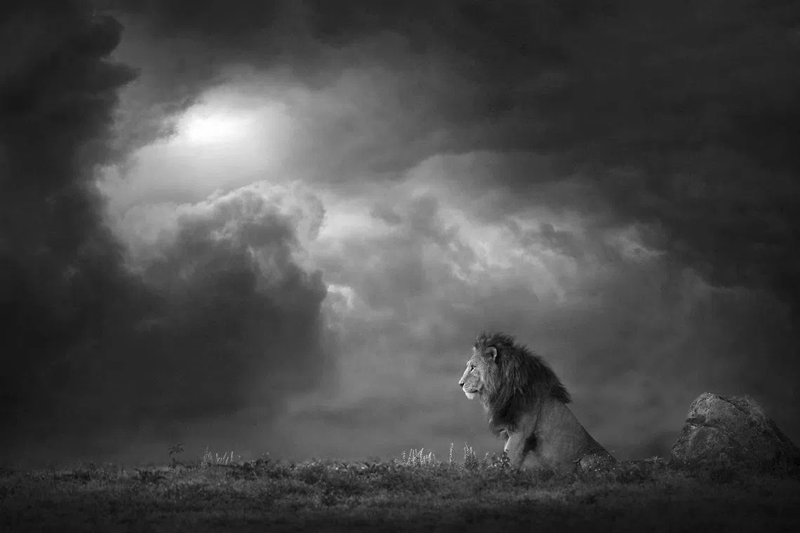 Shaaz Jung is a professional wildlife photographer and cinematographer. He is the global ambassador for Samsung, Nikon, Manfrotto and other leading photography brands. Shaaz specialises in documenting big cats, primarily melanistic leopards and is the 'Director of Photography' for a National Geographic feature film called The Real Black Panther. 
Follow Shaaz Jung on Instagram @shaazjung