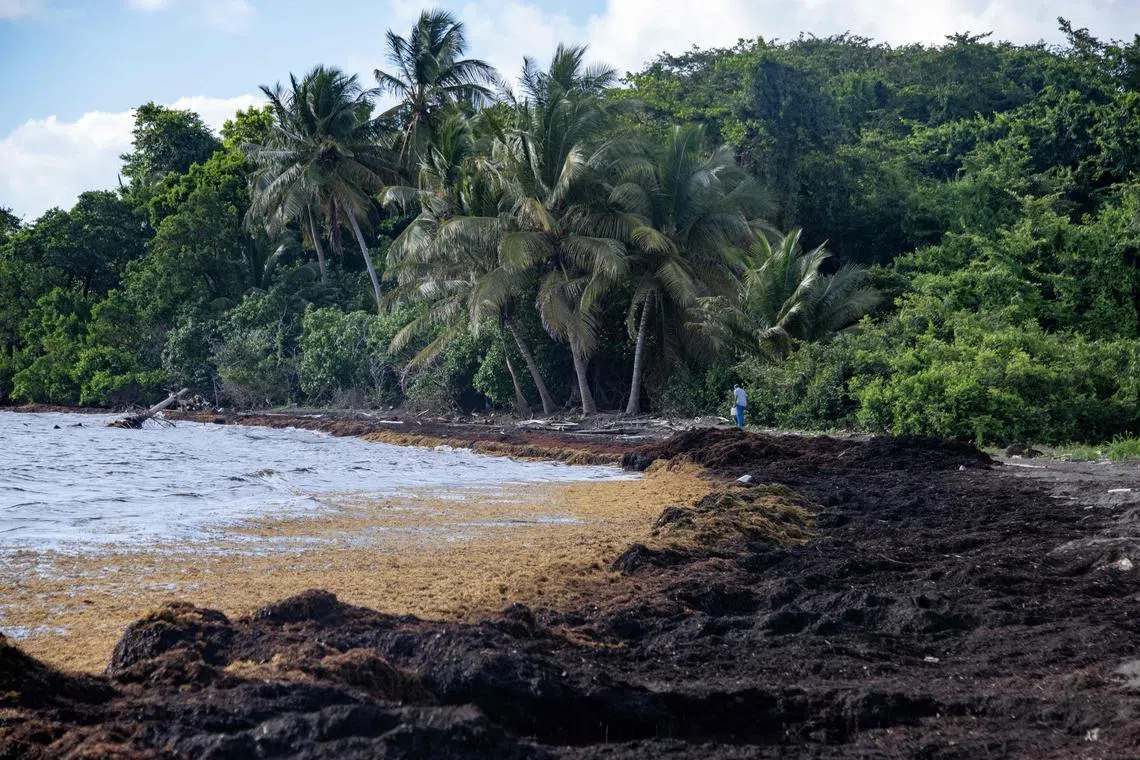 Live (brown) and dead (black) sargassum wash ashore in Petit Bourg, in the French Caribbean island of Guadeloupe.