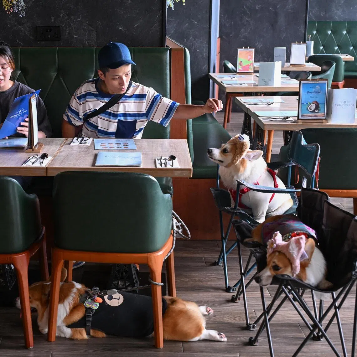 Across Hong Kong, around 990 dining establishments have a licence that allows pets inside, marking the end of a decades-old prohibition.