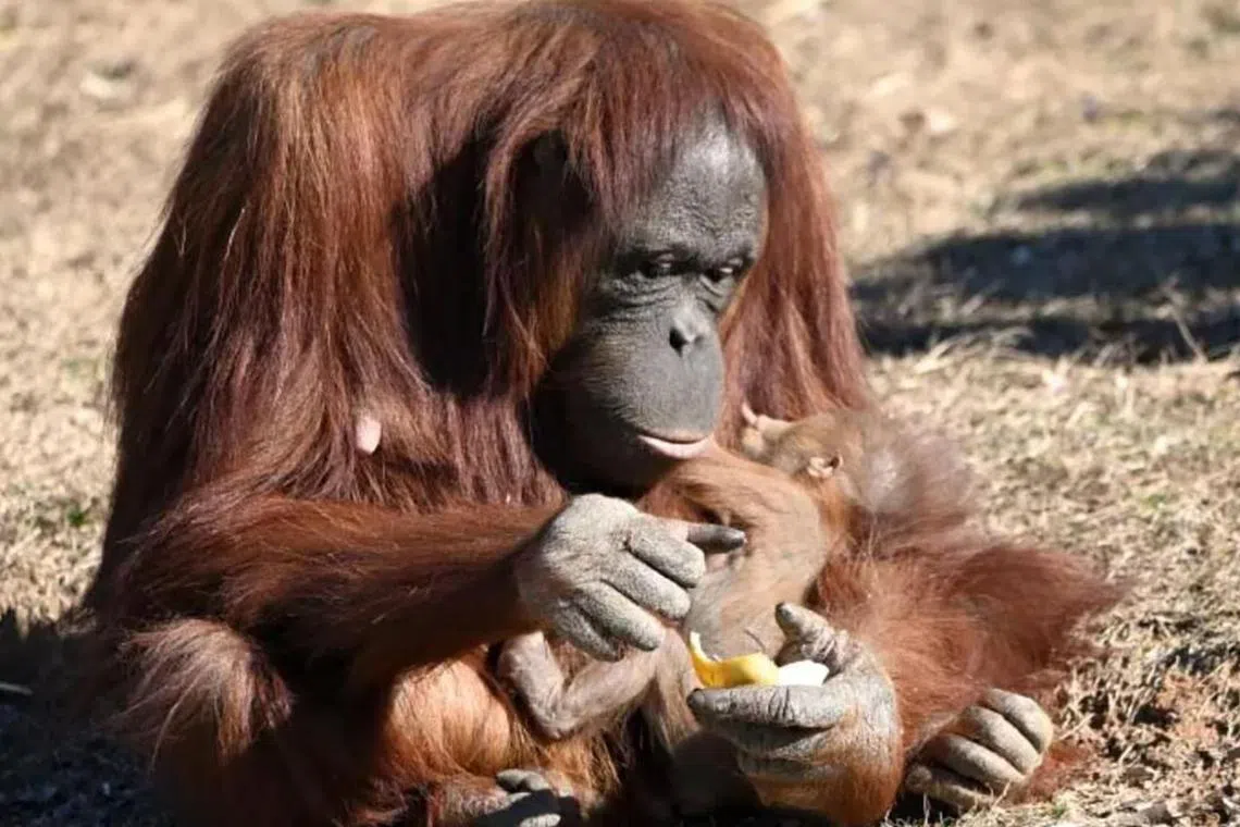 icorangutan31 - Pics/screenshots of breastfeeding orangutan

Credit: Metro Richmond Zoo