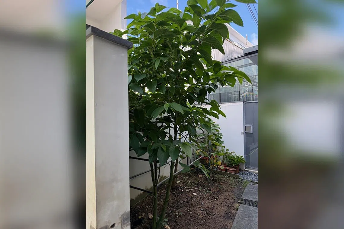 Spiked Pepper is a weed