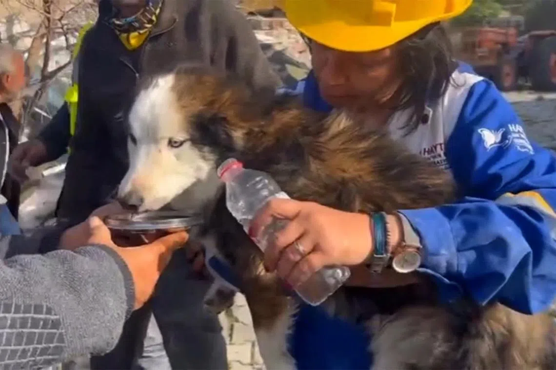 Rescuers feed Aleks the dog with water from a collapsed building 23 days after last month's 7.8-magnitude earthquake.