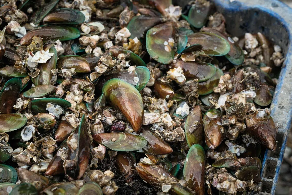 Green mussels are unloaded by fishermen from a boat at a fishing port in Jakarta.