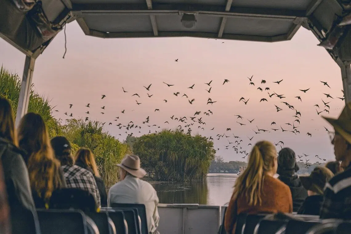 yellow water cruise wildlife northern territory australia