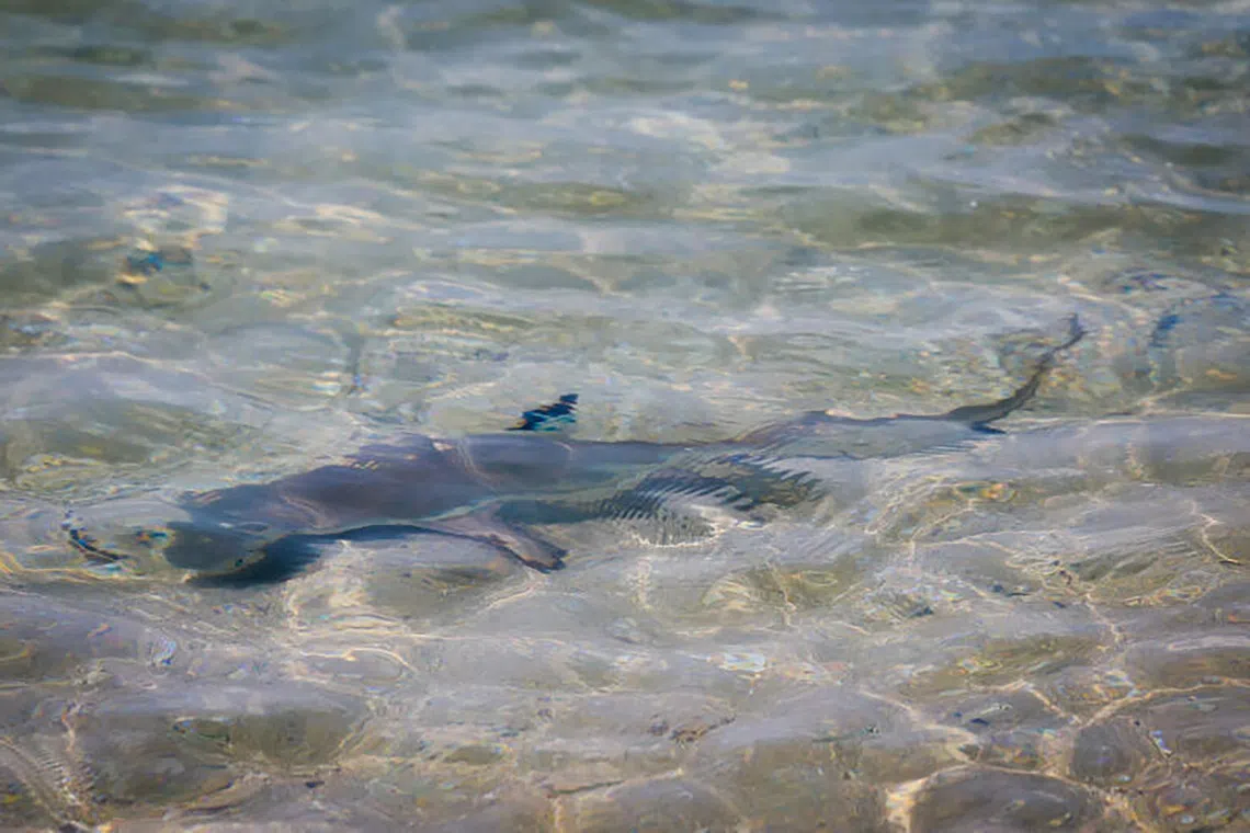 A small shark in a lagoon on Sisters’ Islands on Sept 30, 2026.