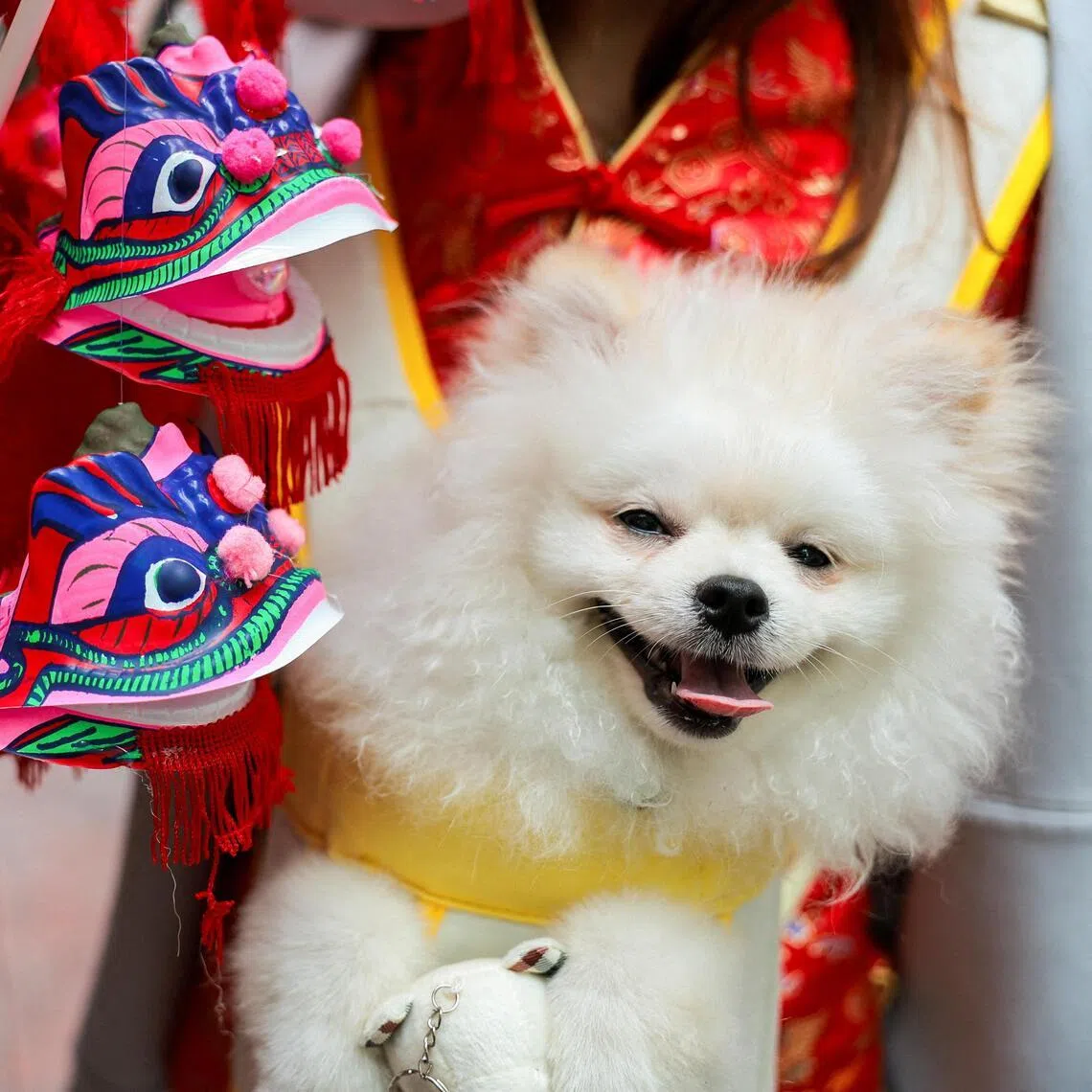 Food waste and festive noises could also pose risks to pets, SPCA said.