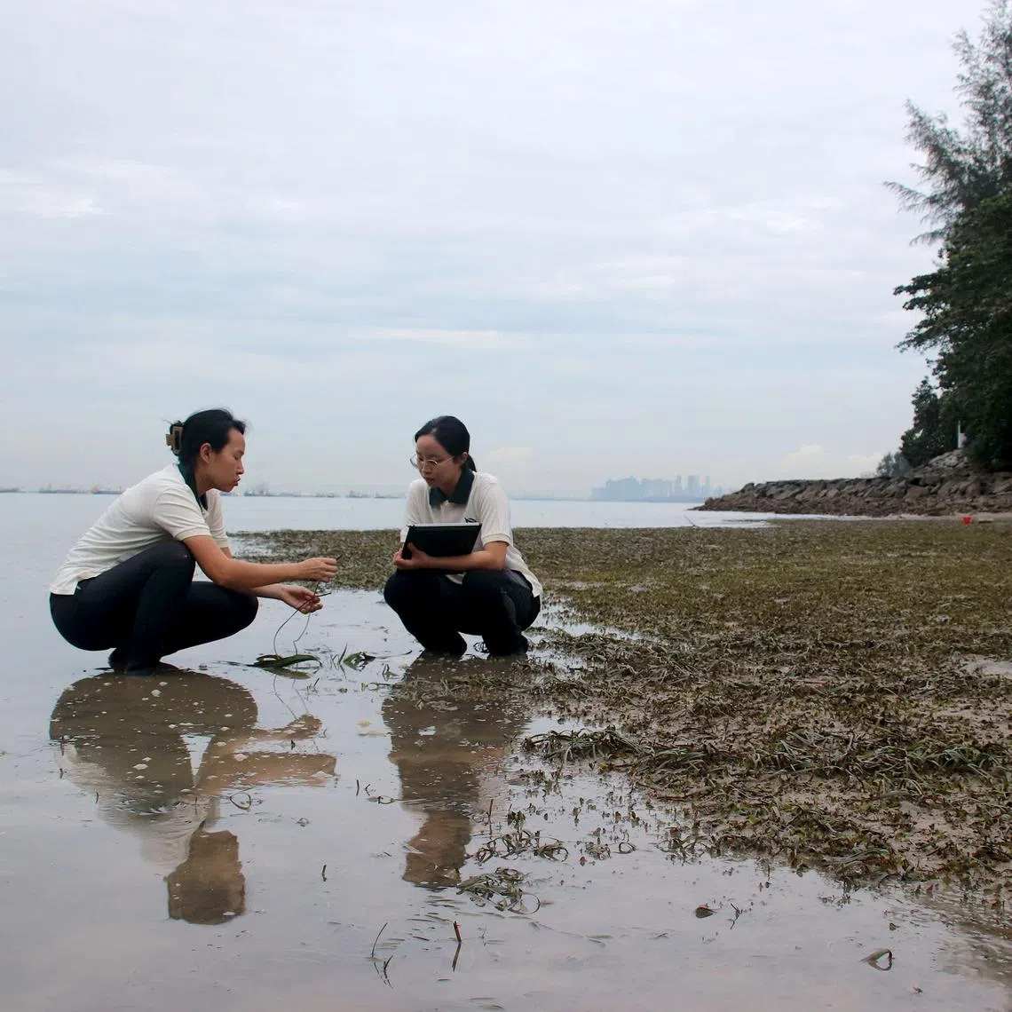Researchers studying seagrass meadows in Singapore. 