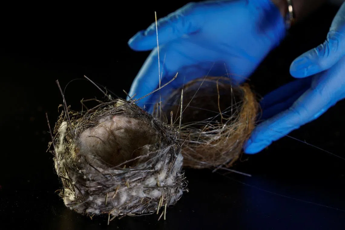 Researchers do not yet know which birds made the nest or how they gathered the cables.