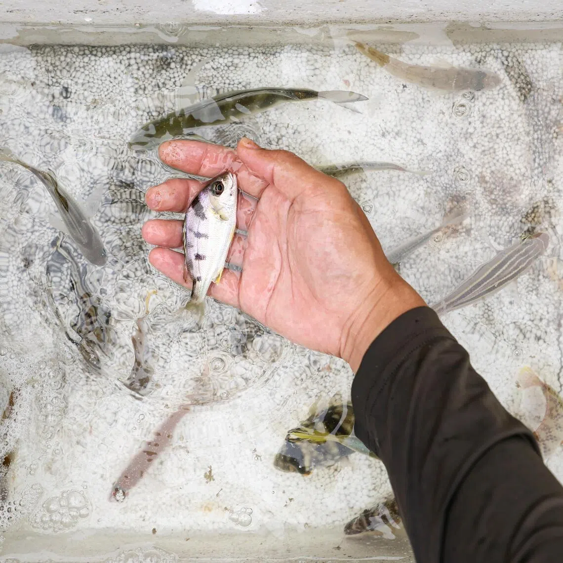 A saddle grunt fish at Bedok Jetty on June 30.