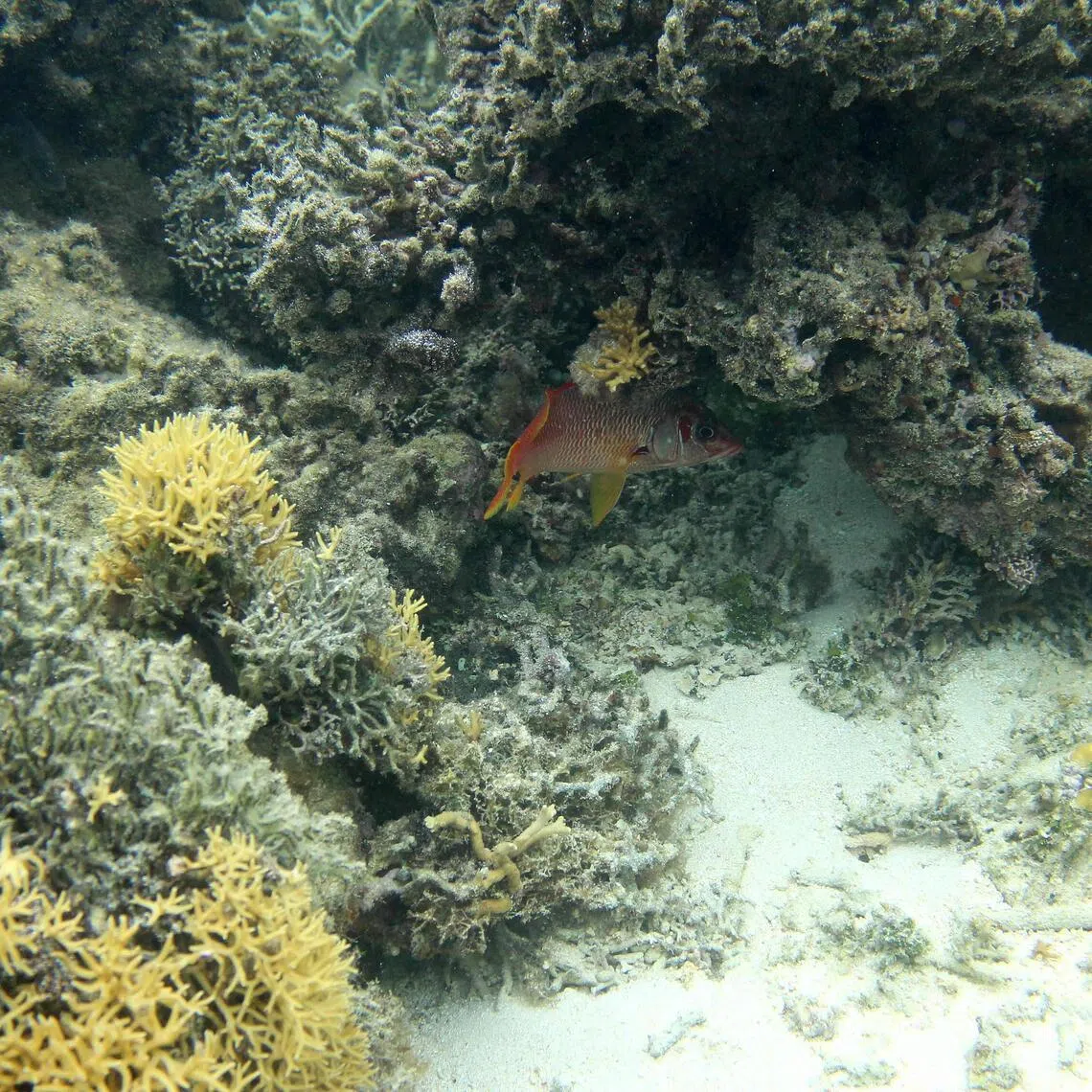 Corals are heat sensitive and particularly vulnerable to human-driven climate change, which is warming the world’s oceans and increasing the frequency and intensity of damaging bleaching events.