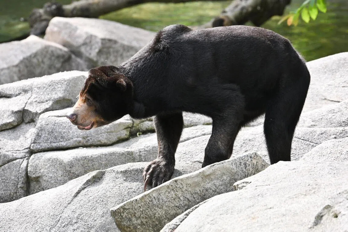 Man given 2-year prison term in Indonesia’s Medan for selling protected sun bear
