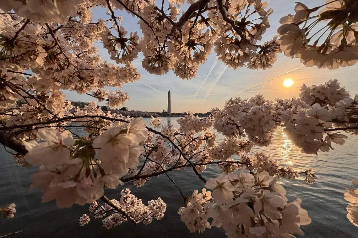 Cherry trees blooming near the Washington Monument on the National Mall at sunrise in Washington, DC, U.S on March 26, 2026. 