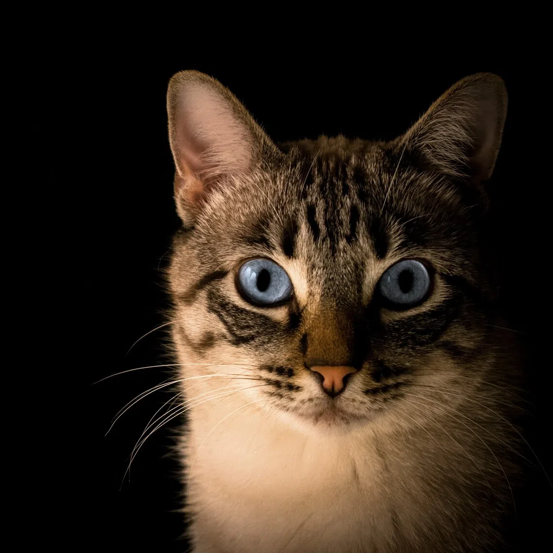 Fur removal machines, cat traps and measuring scales were among items confiscated during investigations into the alleged cat-stealing ring in Ho Chi Minh City.