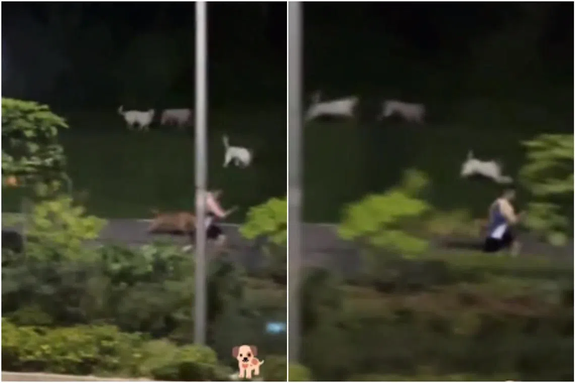 The dogs begin to bark and run down the slope and chase the man, who then appears to start sprinting in a bid to escape them.