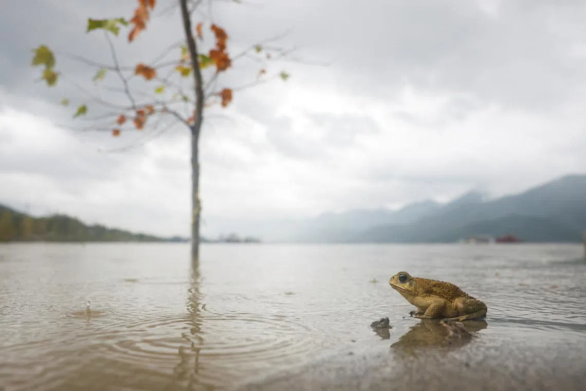 Frogs sitting on the shore of the Presa de la Boca as Tropical Storm Alberto hits Santiago, Mexico June 20, 2024. 