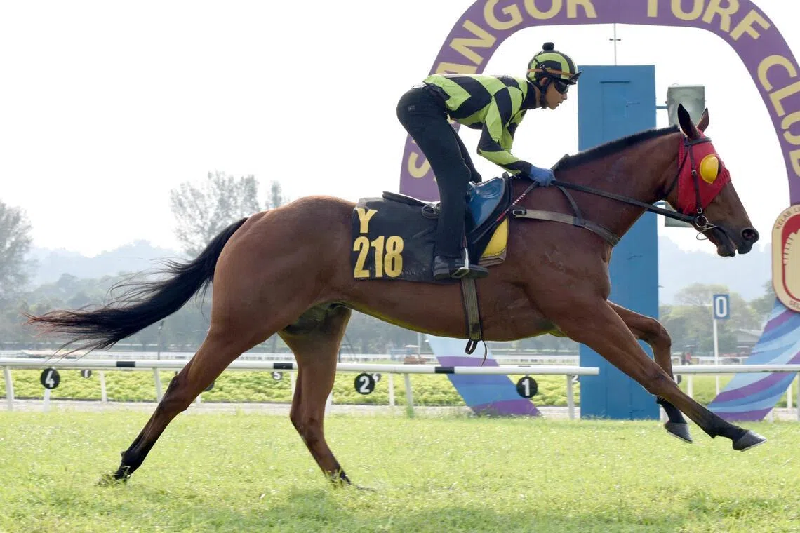 Shajaah - Shajaah

PHOTO: SELANGOR TURF CLUB