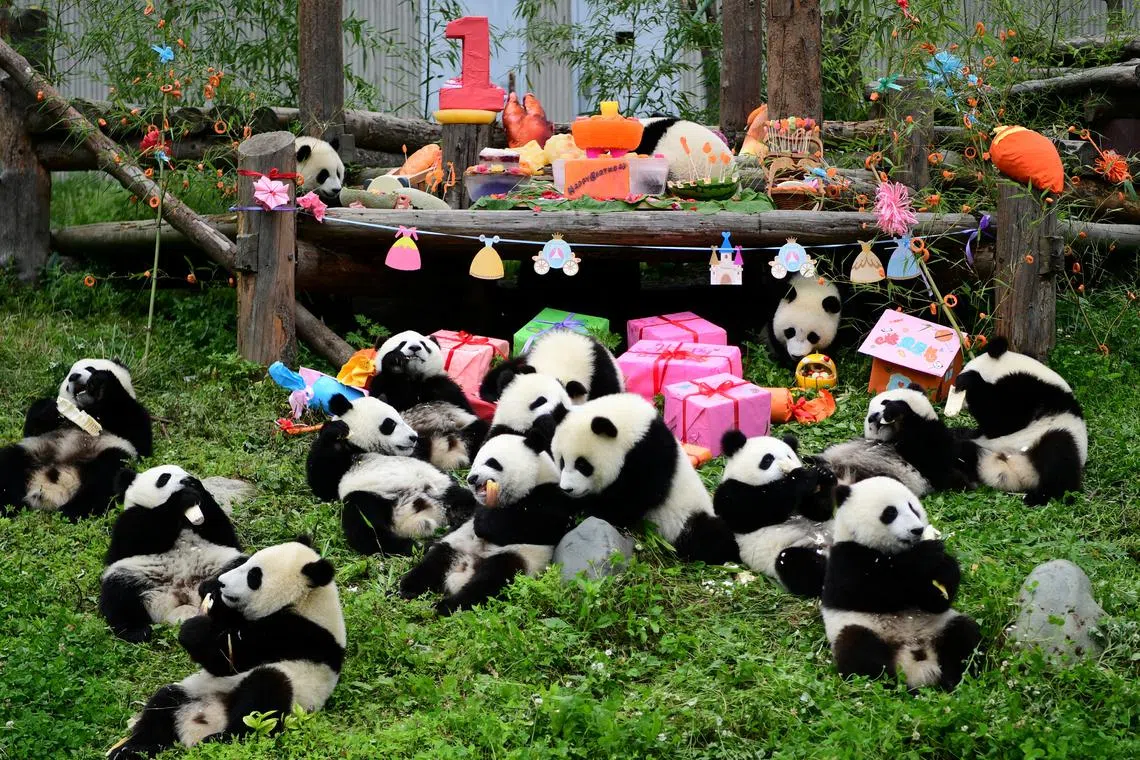 Giant panda cubs born in 2018 eat and play during a group birthday celebration at Shenshuping panda base in Wolong, Sichuan province, China July 25, 2019. Picture taken July 25, 2019. China Daily via REUTERS/File Photo