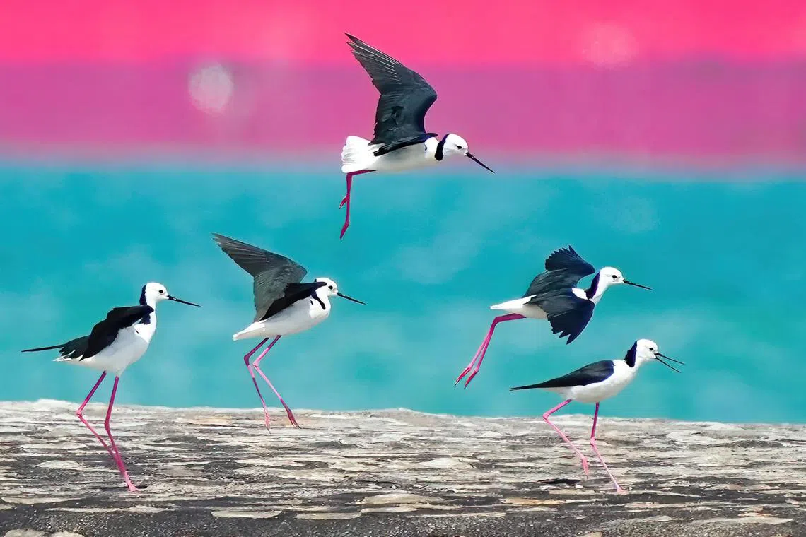 A flock of pied stilts at Marina East Drive on Tuesday at 2.27pm.