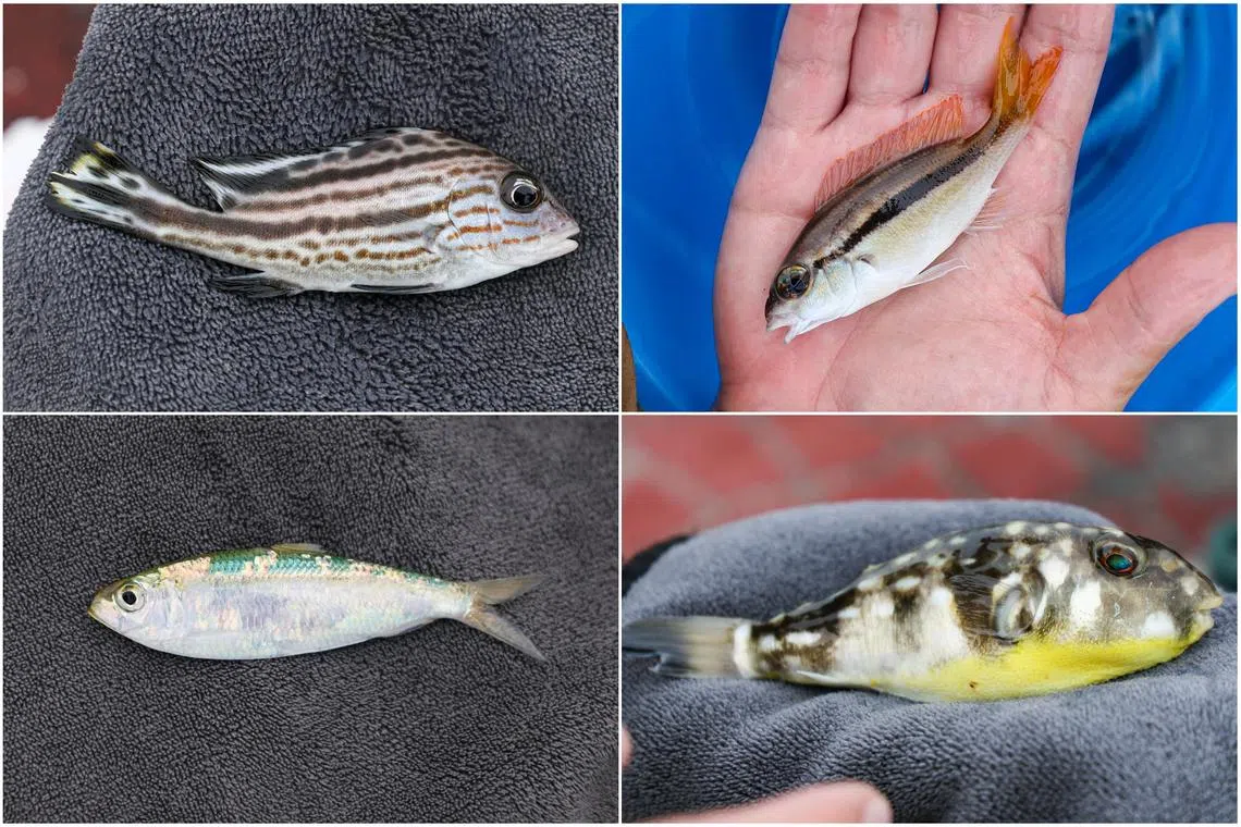 painted sweetlips fish monocle bream milkspotted puffer fish at Bedok Jetty on June 30