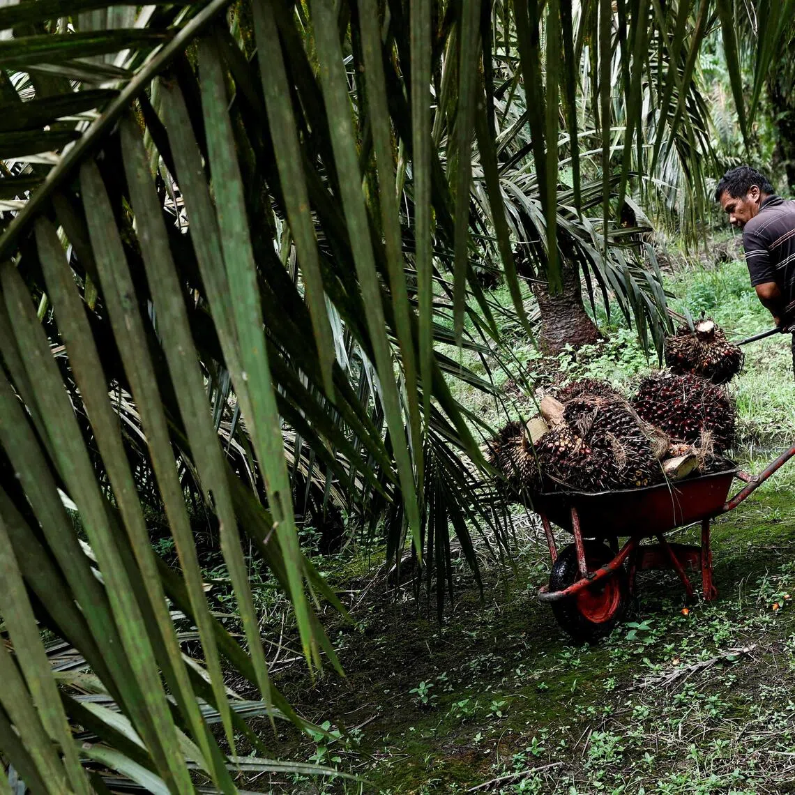 A worker harvesting fruit bunches at a palm oil plantation in Kampar regency in Riau.