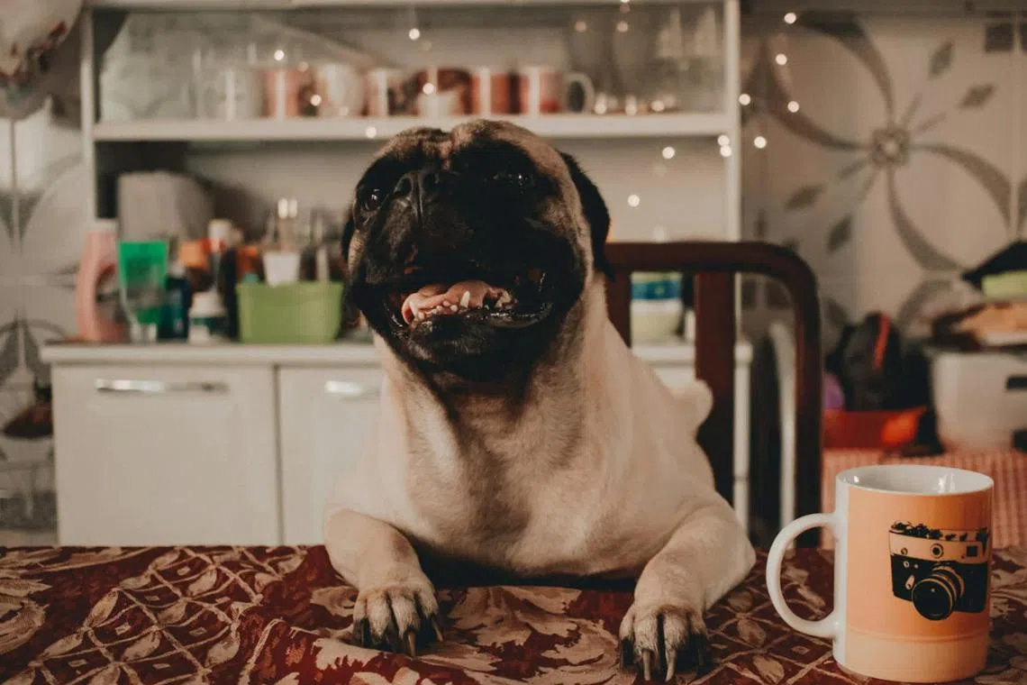 Flat-faced dogs like pugs and bulldogs have much shorter skulls and commonly suffer from an obstructive airway syndrome. 