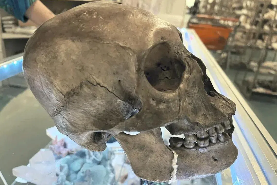 An undated photo provided by the Lee County Sheriff's Office shows the human skull that had been on display at a Florida store for Halloween.