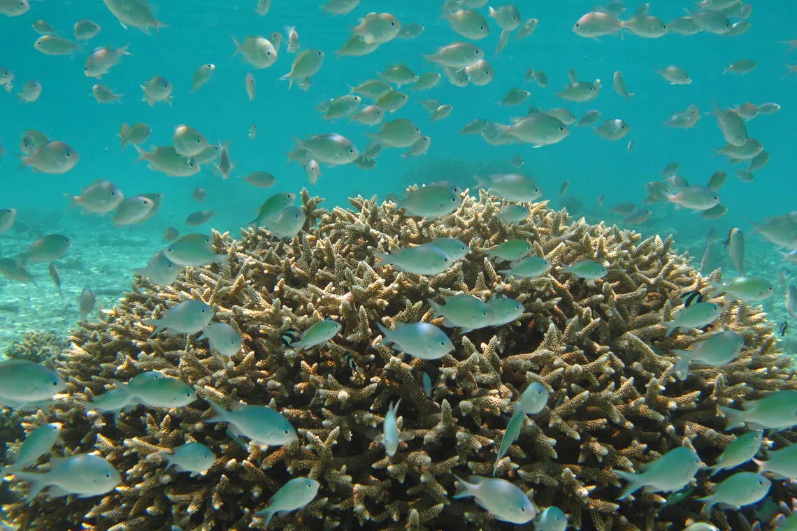 The loss of complex reef structures could also reduce the habitats available to fish.