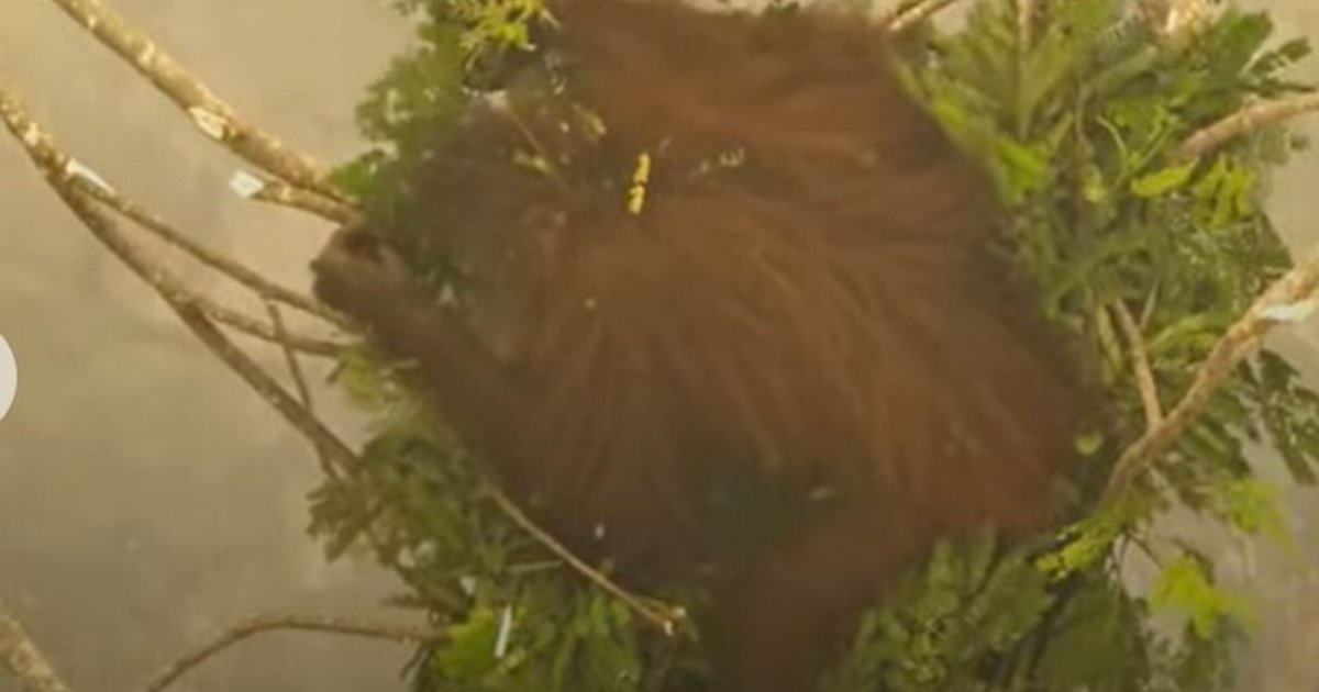 Orangutan rescued in Indonesia fires ‘walked through’ flames, says nonprofit CEO