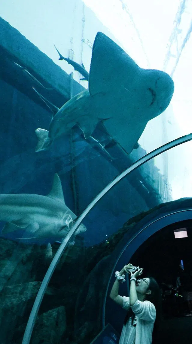ST20260421-202629600816-Lim Yaohui-Ang Qing-aqocean/

Bowmouth Guitarfish swimming at Singapore Oceanarium on April 21, 2026.

Behind the scenes of Singapore Oceanarium’s Animal Care Centres and explore how one of Asia’s leading aquarium-based conservation institution is combining science, conservation, and community engagement, setting new global standards for how aquariums can breed and care for animals and protect our oceans.

(ST PHOTO: LIM YAOHUI)