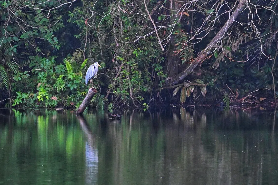 The third edition of the list is the most comprehensive yet, covering over 7,300 species from 33 different taxa, or groups of species. 