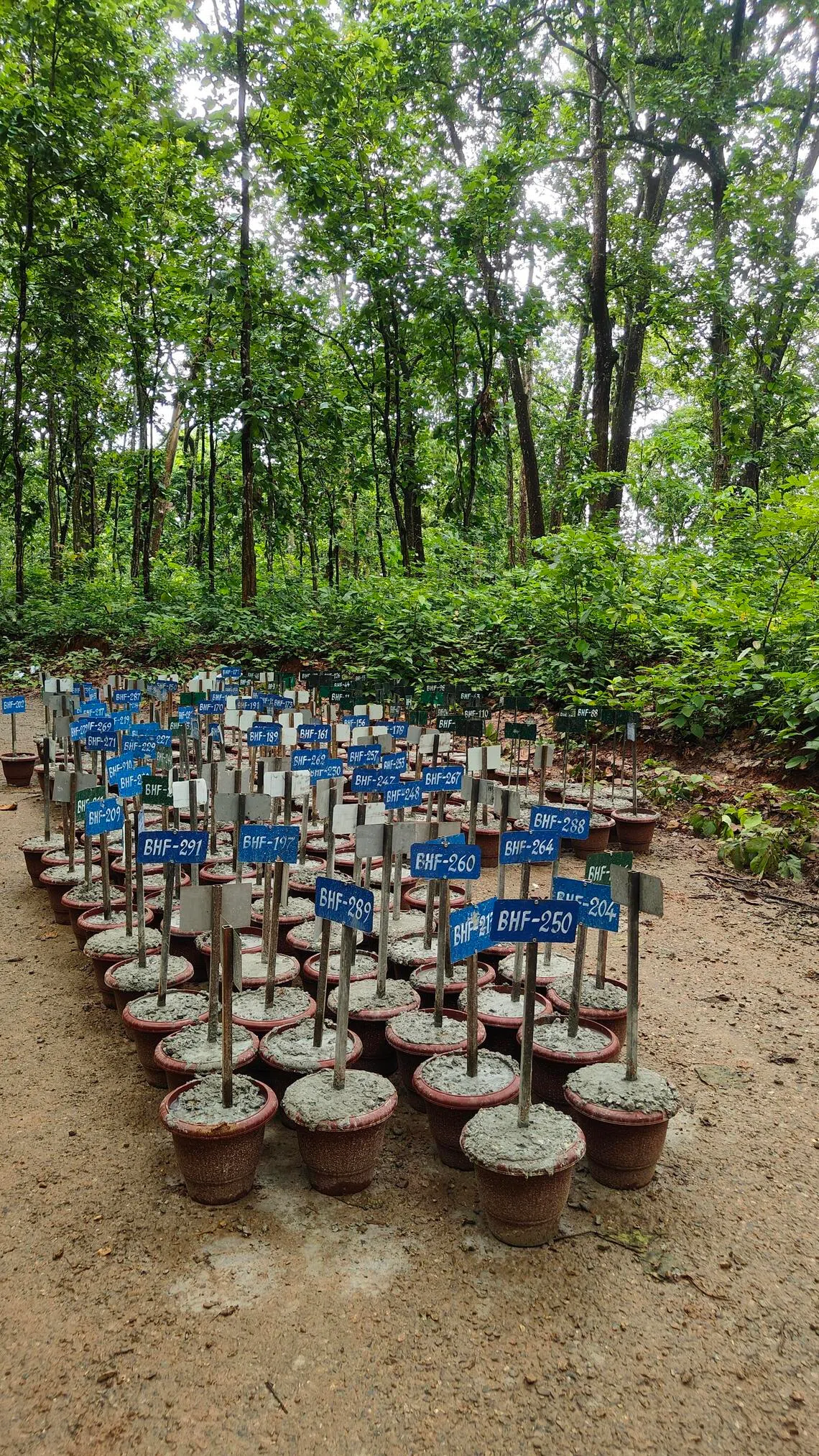 Pots with tags that will be used to identify each body in its burial site in case it needs to be exhumed following a DNA match with any living family member.